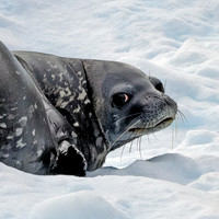 Watchful Weddle Seal Closeup 0455