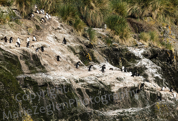 Macaroni Penguins March to Bay 0468