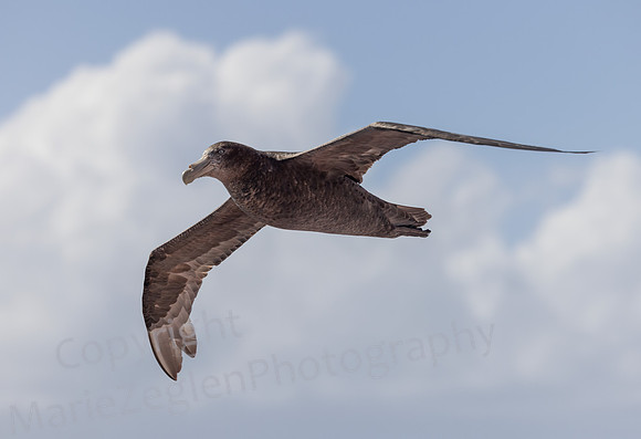 Southern Giant Petrel 0014