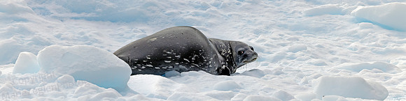 Watchful Weddle Seal 0455