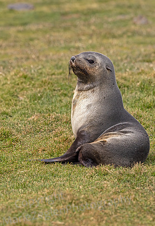 Fur Seal Sitting 9986