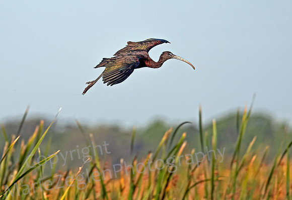 Glossy Ibis in Flight 2537
