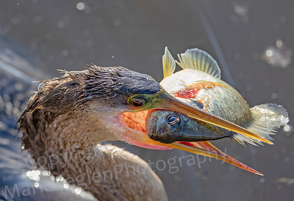 Cormorant and Fish Eyes 2439