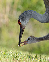 Sandhill Crane Parent Giving Morsel to Chick 3764