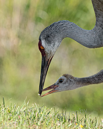 Sandhill Crane Parent Giving Morsel to Chick 3764