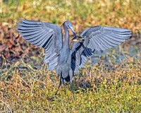 Little Blue Heron with Fish 3222