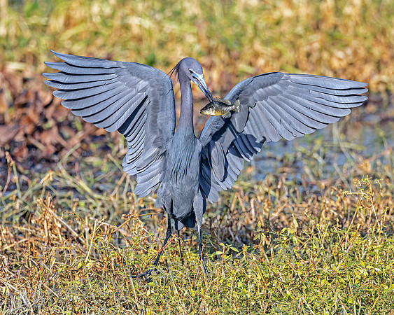 Little Blue Heron with Fish 3222