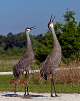 Sandhill Crane Hello with Chicks 1589