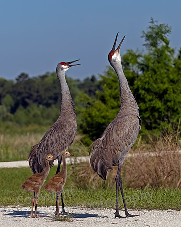 Sandhill Crane Hello with Chicks 1589