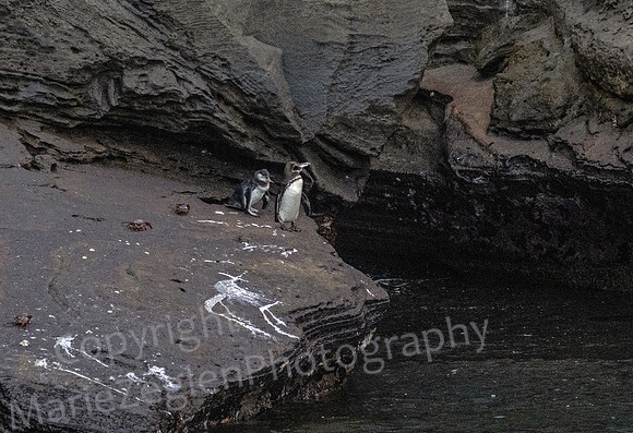 Galapagos Penguin Chicks 1723