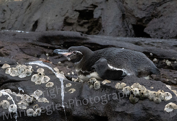 Galapagos Magellanic Penguin at Rest 1709