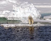 Polar Bear Ready to Go