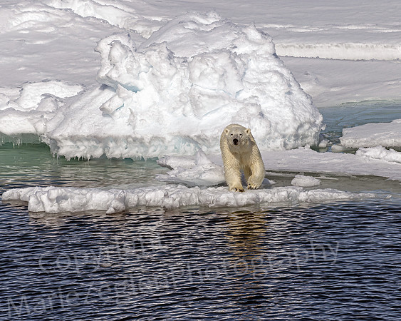 Polar Bear Ready to Go
