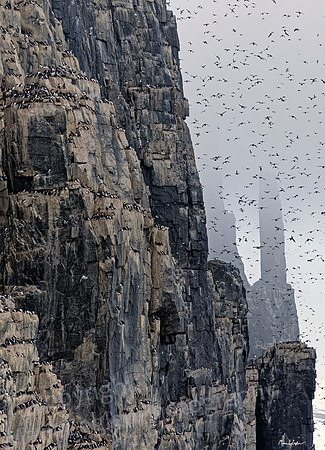 Guillemots Nesting on Alkefjellet Cliffs