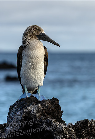 Galapagos Blue Footed Booby Vertical 3329