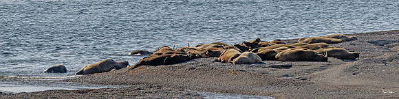 Atlantic Walrus Wallow Eolusneset Norway