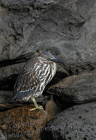 Galapagos Lava Heron Rocky Beach 4183
