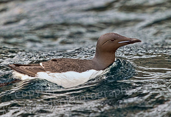 Brunnich Guillemot