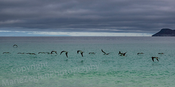Galapagos Blue Booby Travel Line 2018