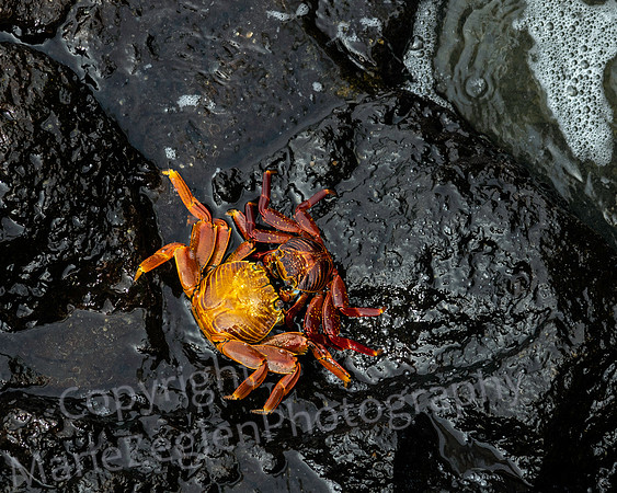 Galapagos Crab Fight 0863