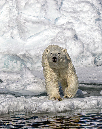 Polar Bear Ready to Go Closeup