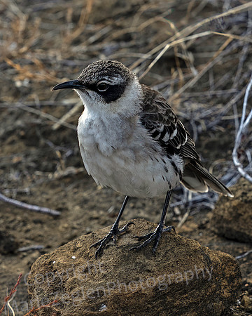 Galapagos Mockingbird 4096