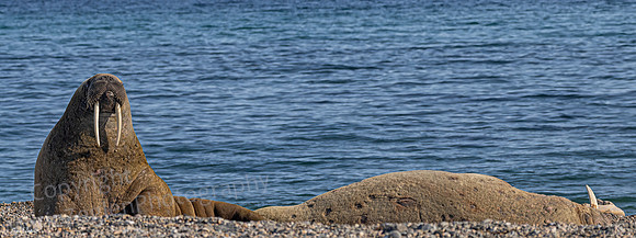 Atlantic Walruses at Rest