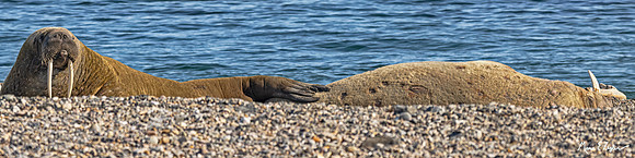 Atlantic Walrus at Rest Pan