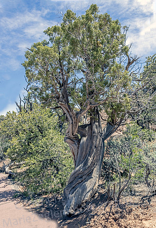 Juniper 1429