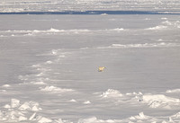 Realm of the Ice Bear