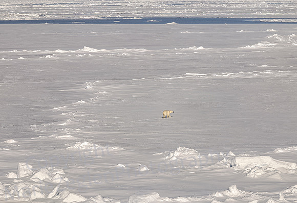 Realm of the Ice Bear