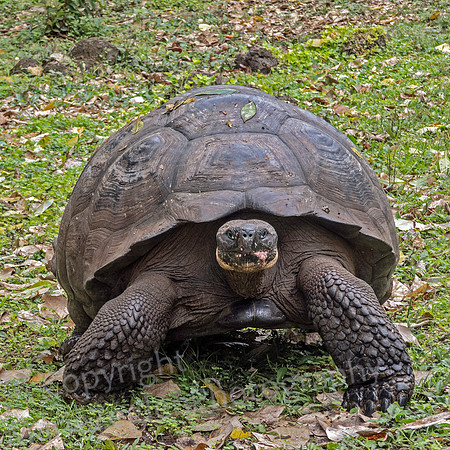 Galapagos Land Tortoise 1143