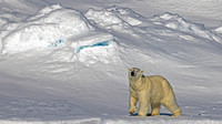Polar Bear Prance on Snow Field