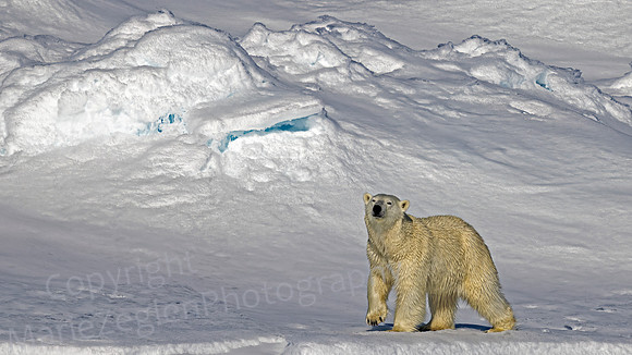 Polar Bear Prance on Snow Field