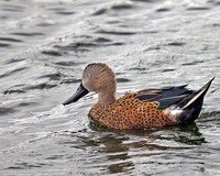 Red Shoveler 1399