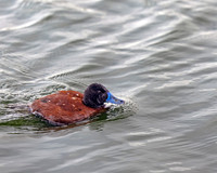 Andean Ruddy Duck 1422