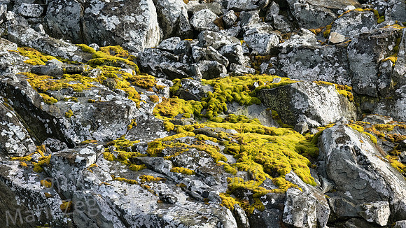 Lichens 0290