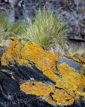 Lichen and Tussock Grass 0400