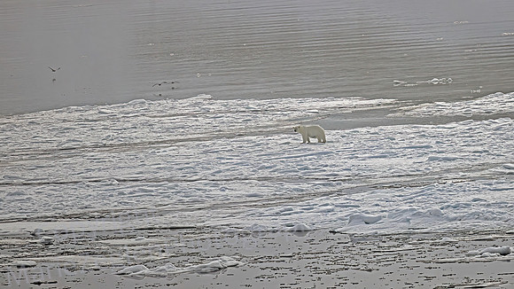 Polar Bear on Ice Pack