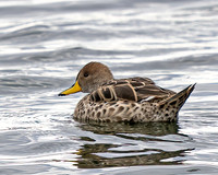 Yellow Billed Pintail 1309