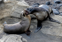 Galapagos Sea Lion Mom and Pup 4059