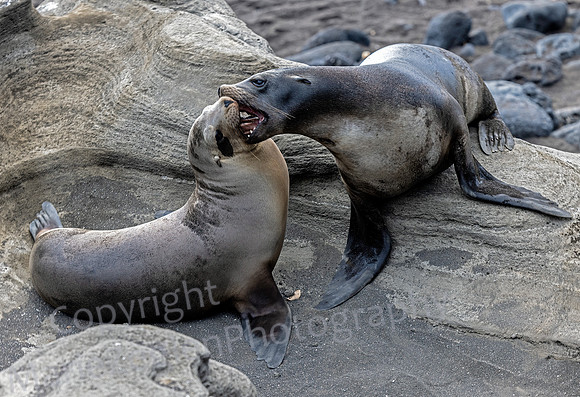 Galapagos Sea Lion Mom and Pup 4059