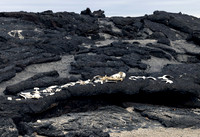 Galapagos Right Whale Bones 3628