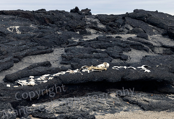 Galapagos Right Whale Bones 3628