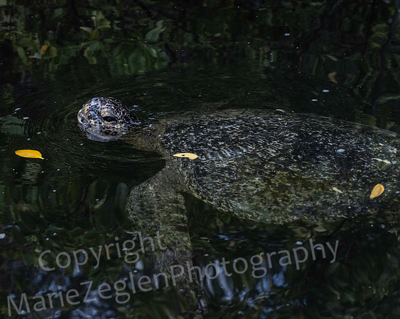 Galapagos Green Turtle in Cove 3425