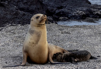 Galapagos Sea Lion Mom and Nursing Pup 3757