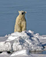 Polar Bear on Ice Berg