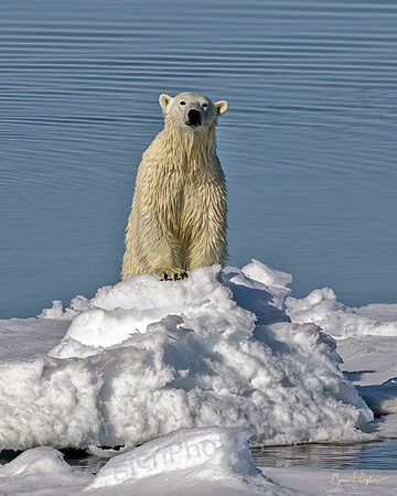 Polar Bear on Ice Berg