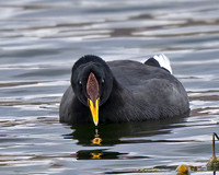 Andean Coot 1505