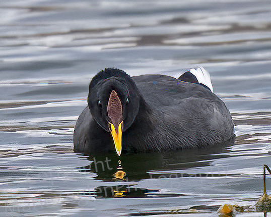 Andean Coot 1505
